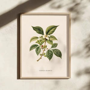 Kaffee Arabica Retro Botanische Wand Kunst Druck, Modernes Boho Kaffee Dekor | A4, A3, 16x20, 5x7 Zoll Größe