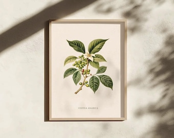 Coffee Arabica Botanical Print: Retro Boho Wall Art (Digital Download)