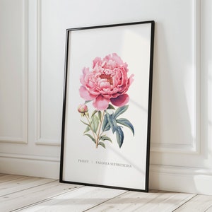 Peony Vintage Botanical Print 16×20 | Retro Cottage-Core Floral Poster | Instant Digital Download Wall Art | Peony Flower Home & Café Décor