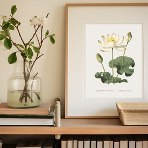 Heiliger Lotus, Nelumbo Nucifera, Indischer Lotus Retro Botanisches Wand Kunst Druck, Dekor | 16x20 Zoll | 4800x6000 Pixel | 40,64x50,8cm