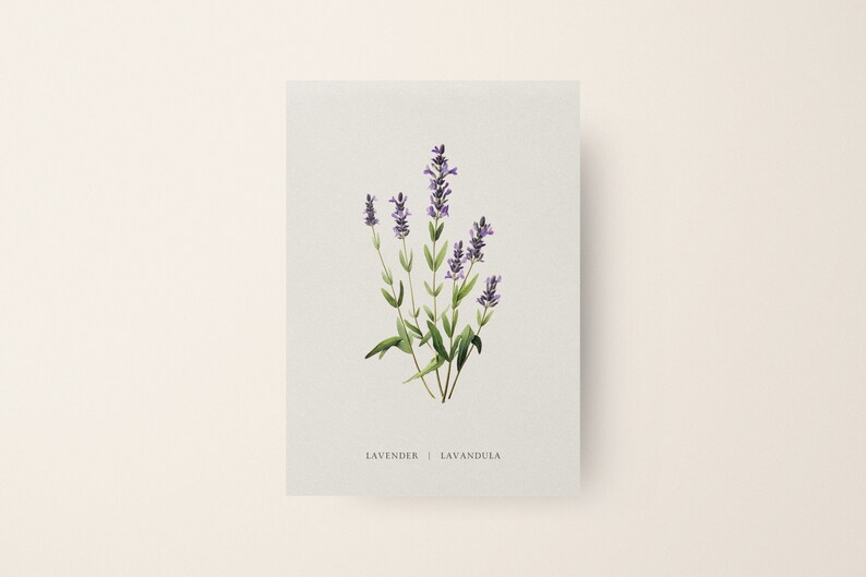 Beautiful Lavender retro botanical print poster for home and HoReCa decor
