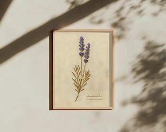 Prasowana sztuka zielnika lawendy I Prawdziwy wydruk botaniczny z kwiatami I Prezent w postaci okazu lawendy