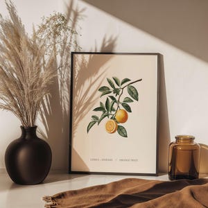 Könnte beinhalten: Eine gerahmte botanische Illustration eines Orangenbaumzweigs mit zwei Orangen. Der Text unter dem Bild lautet "CITRUS - SINENSIS | ORANGE FRUIT".