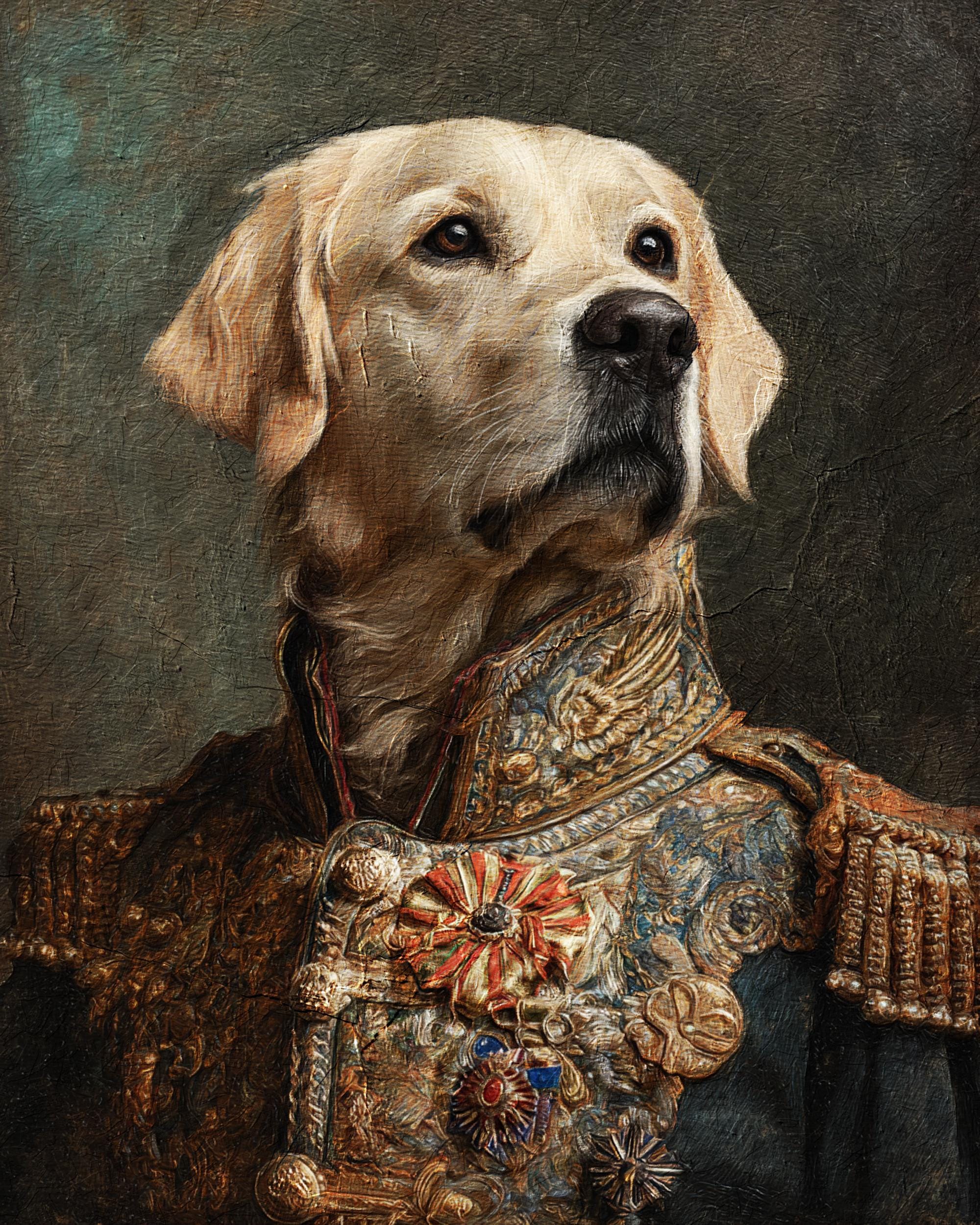 Dog Wearing Armor Australia