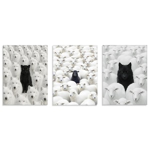 Peut inclure: Ensemble de trois impressions d'art. La première représente une panthère noire parmi des loups blancs. La deuxième montre un mouton noir parmi des moutons blancs. La troisième présente un loup noir parmi des moutons blancs. Fond blanc.