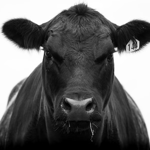 Angus Cow Photography, Angus Cow Print,Bedroom Prints,Cow Head Print, Wall Decor,Printable Poster, Wall Art