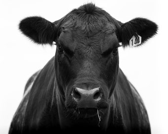 Angus Cow Head Photography Print: Waikato Farm Art (Digital Download)
