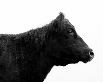 Angus Cow Portrait Photography: New Zealand Farm Print (Digital Download)