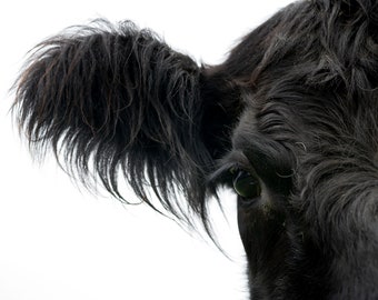 Angus Cow Print: New Zealand Cattle Photography (Digital Download)