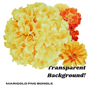 Ringelblumen - Florales Clipart - Ringelblume PNG - Tag der Toten Blumen - Transparenter Hintergrund PNG