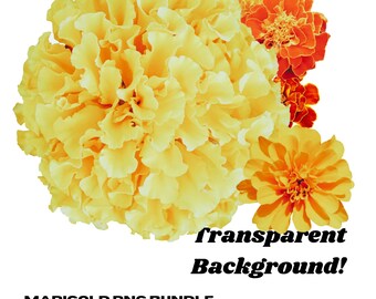 Marigold Flowers - Floral Clipart - Marigold PNG - Day of the Dead Flowers - Transparent Background PNG