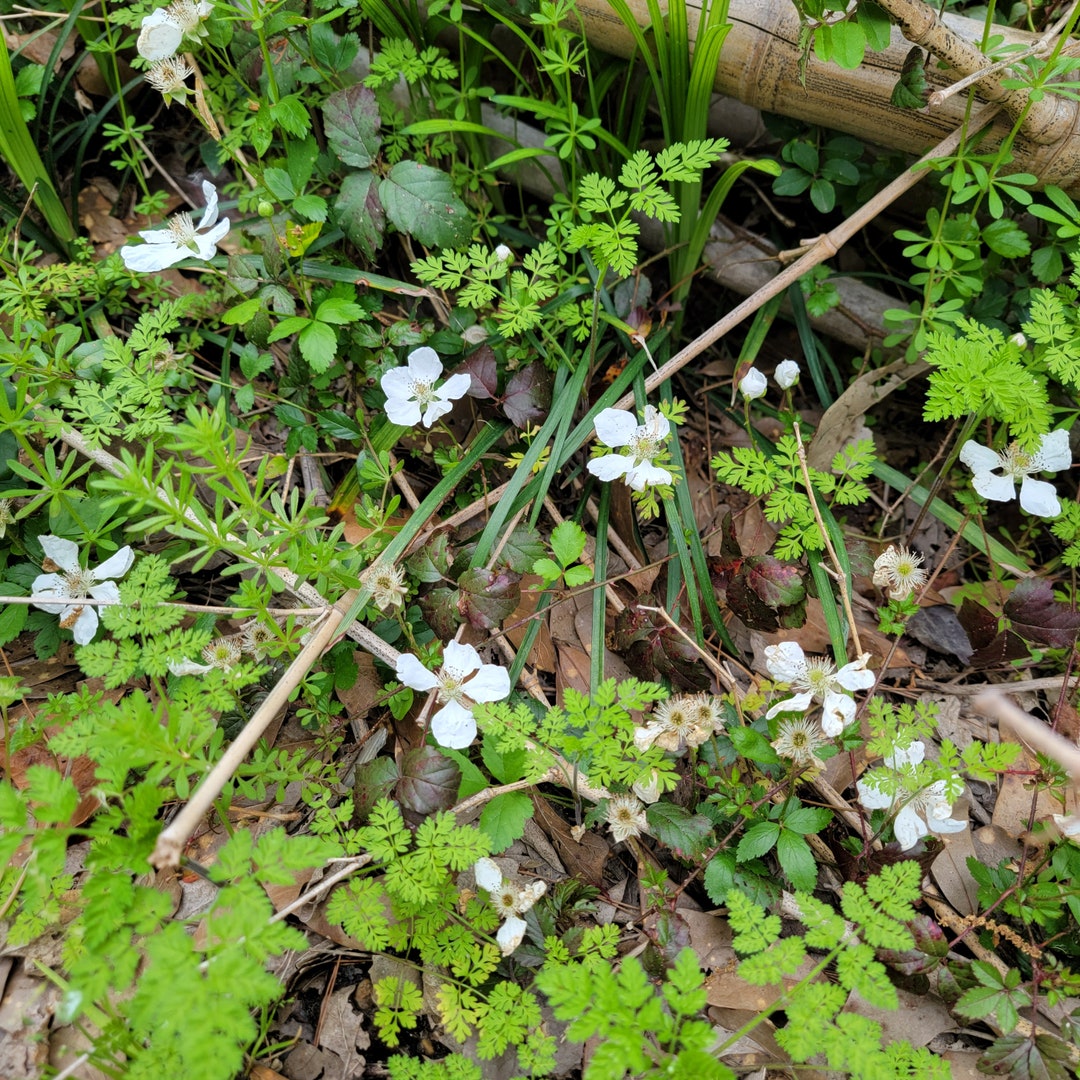 Wild Dewberry / Blackberry Vine Etsy