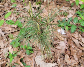 White Pine Tree