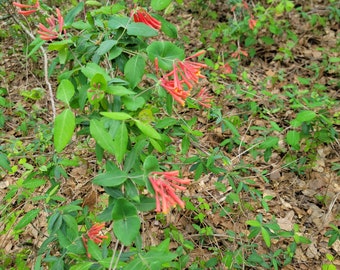 Wild Red / Coral Honeysuckle, Early Spring Flowering