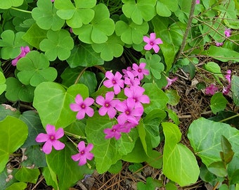 Petite oseille rose et blanche (Oxalis)