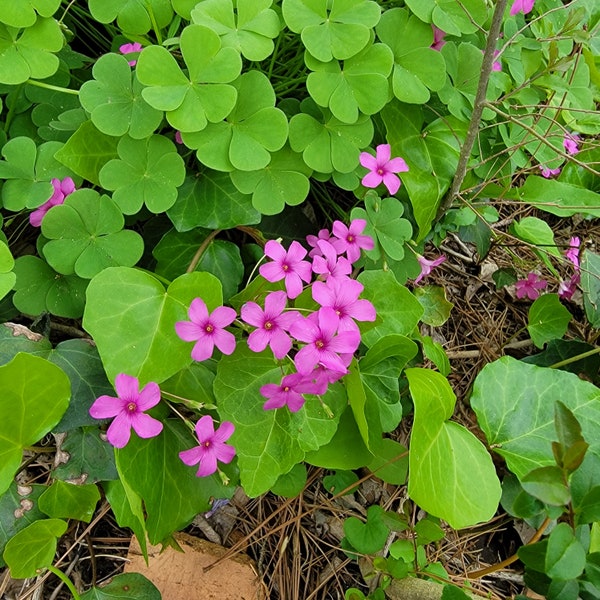 Pink and White Wood Sorrel (Oxalis)