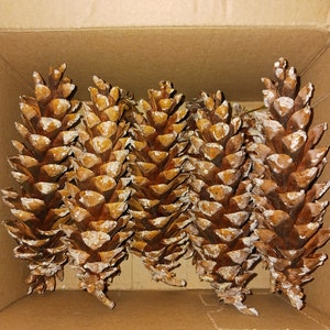 Pinecones from white pine trees in East Tennessee.