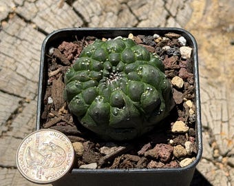 Gymnocalycium Montrose (p) | Imported Cactus | Rare Succulent - Etsy