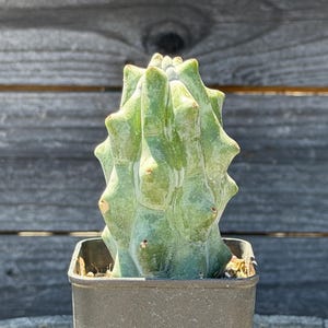 May include: A green cactus with a unique, textured shape, potted in a square, dark gray container. The cactus has a spiky, ridged appearance, with a light green hue and subtle brown spots. The background is a weathered wooden surface.