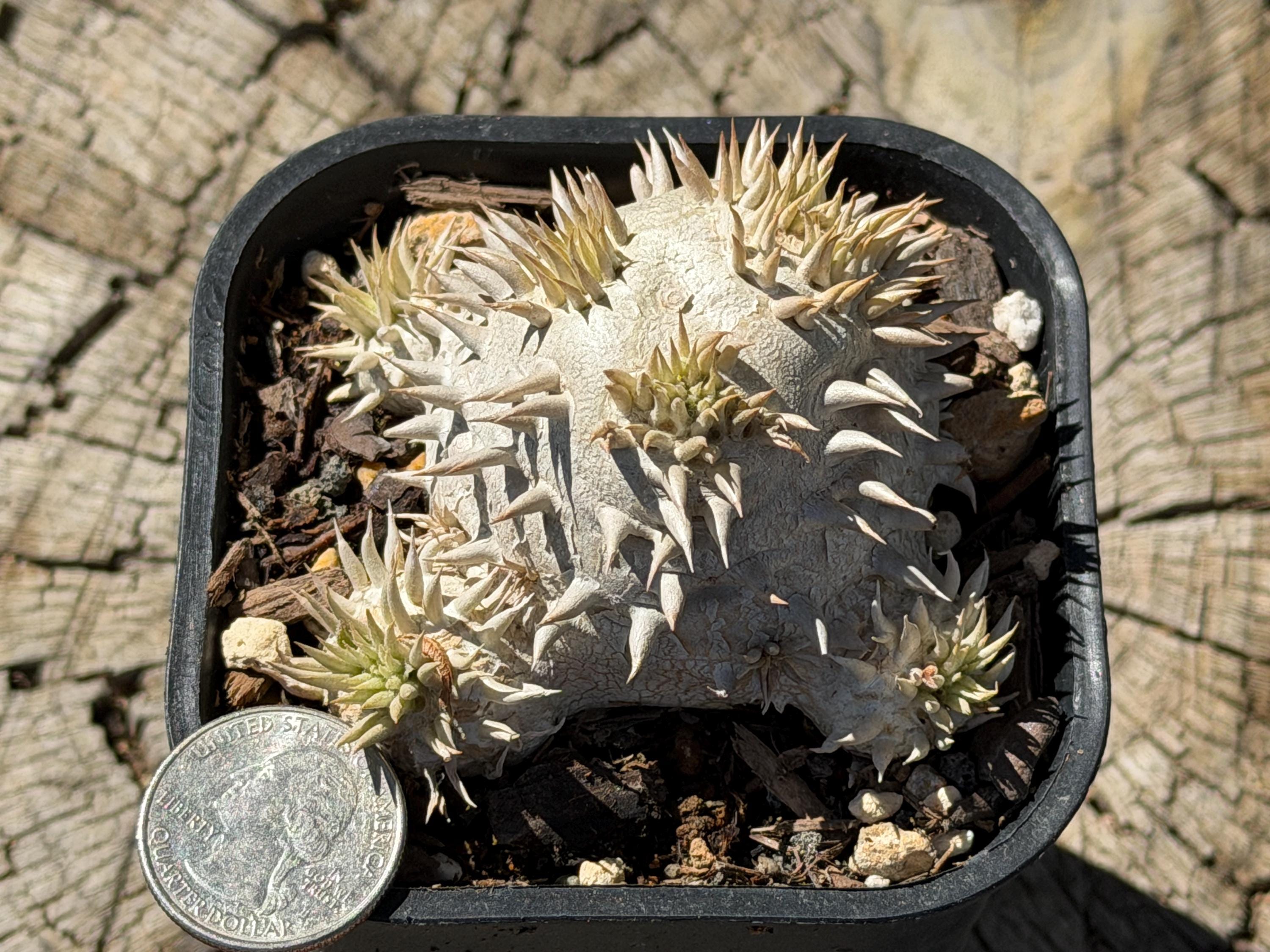 VCD Pachypodium Gracilius WHITE BLACK 【公式通販】