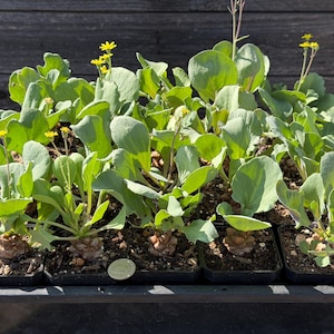 May include: A tray of young plants with large, rounded green leaves and small yellow flowers. The plants are in individual black square pots, arranged in a rectangular black tray. The plants are in the early stages of growth.