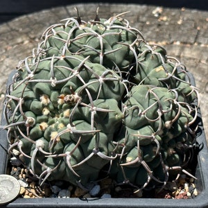 CLUSTERED Gymnocalycium Stellatum "Triple Spines" Own Roots Cactus Cacti 5.42''