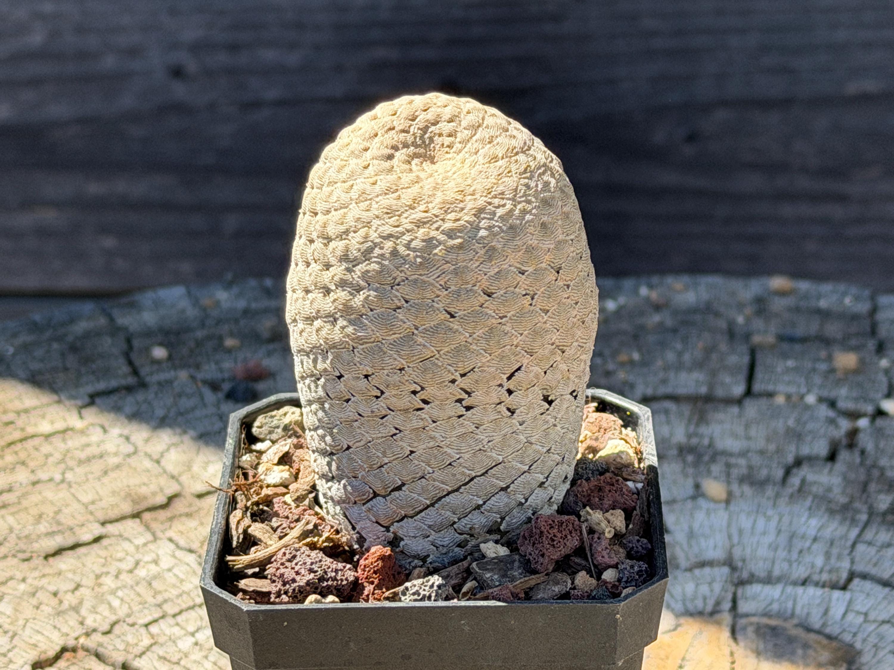 Euphorbia Piscidermis - Etsy