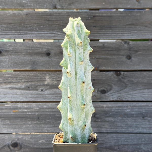 Super White Stenocereus Beneckei Own Root Cactus Cacti 8.50"