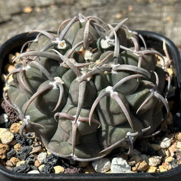 Gymnocalycium Stellatum "Triple Spines" SEED GROWN Cactus Cacti 2.98''