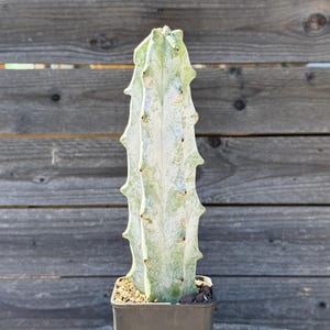Super White Stenocereus Beneckei Own Root Cactus Cacti 8.20"
