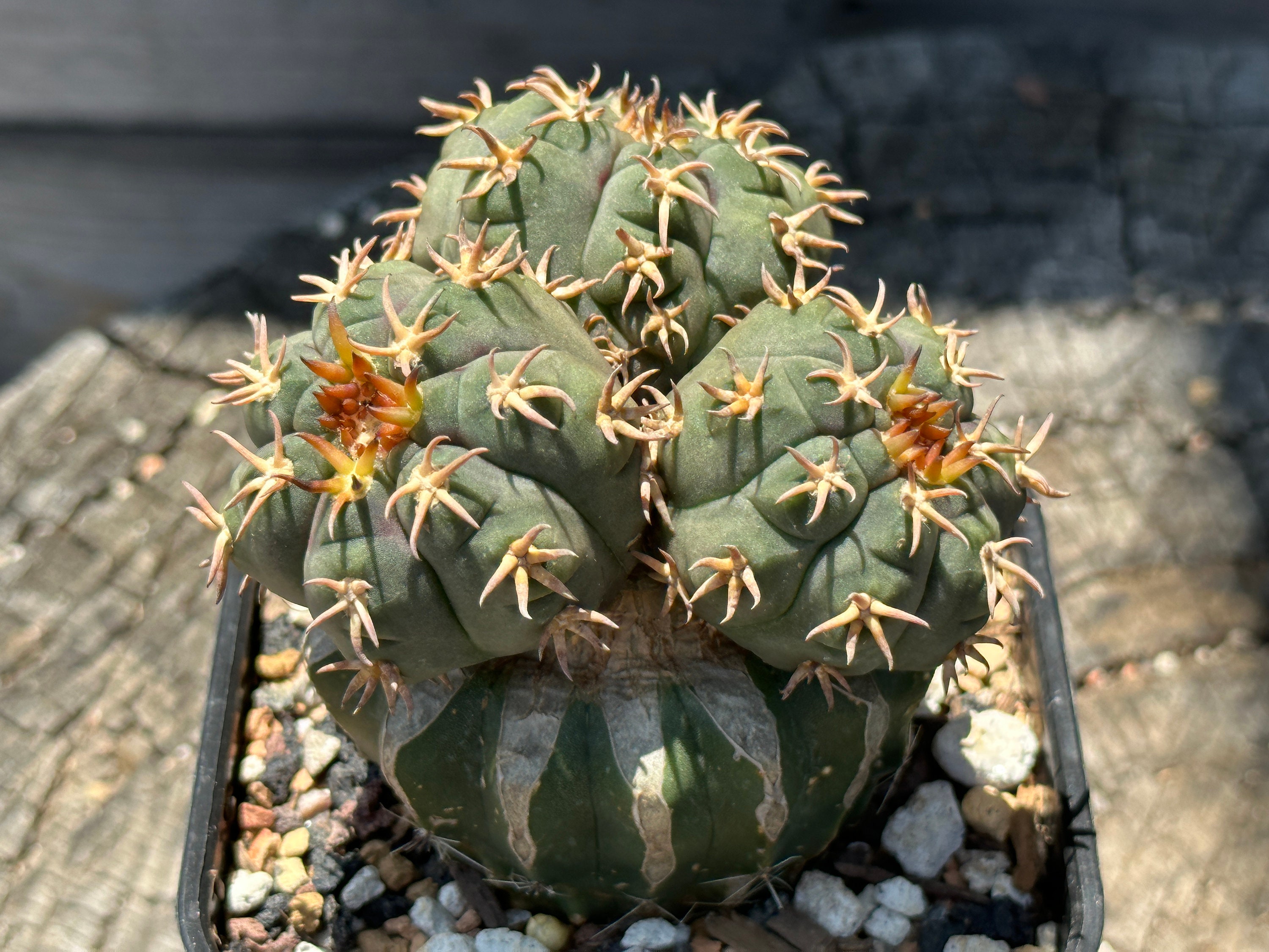 RARE CLUSTERED Gymnocalycium Spegazzinii Var. Unguispinum Cactus on Graft  3.10'' - Etsy