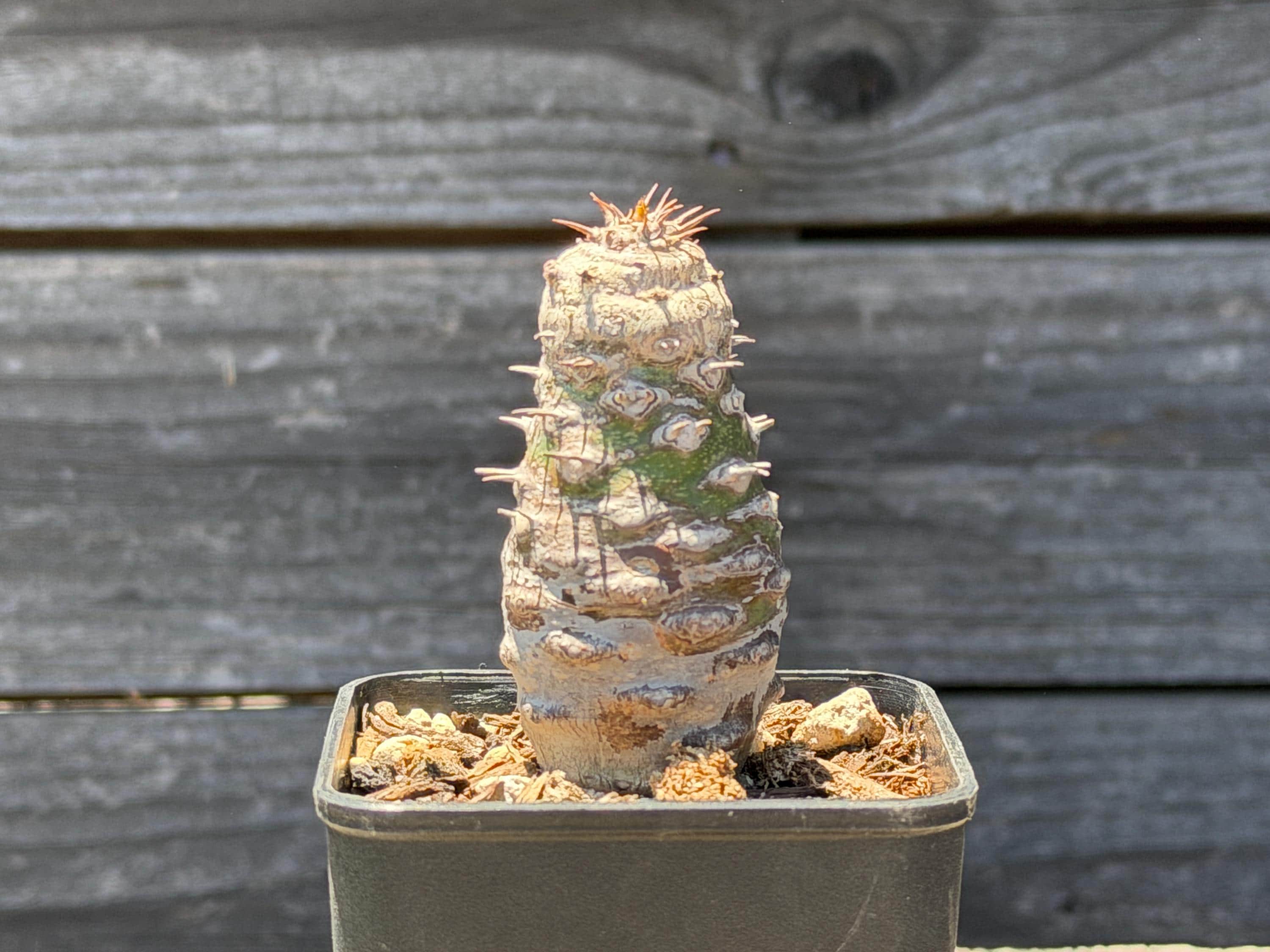 Euphorbia Bonsai - Etsy