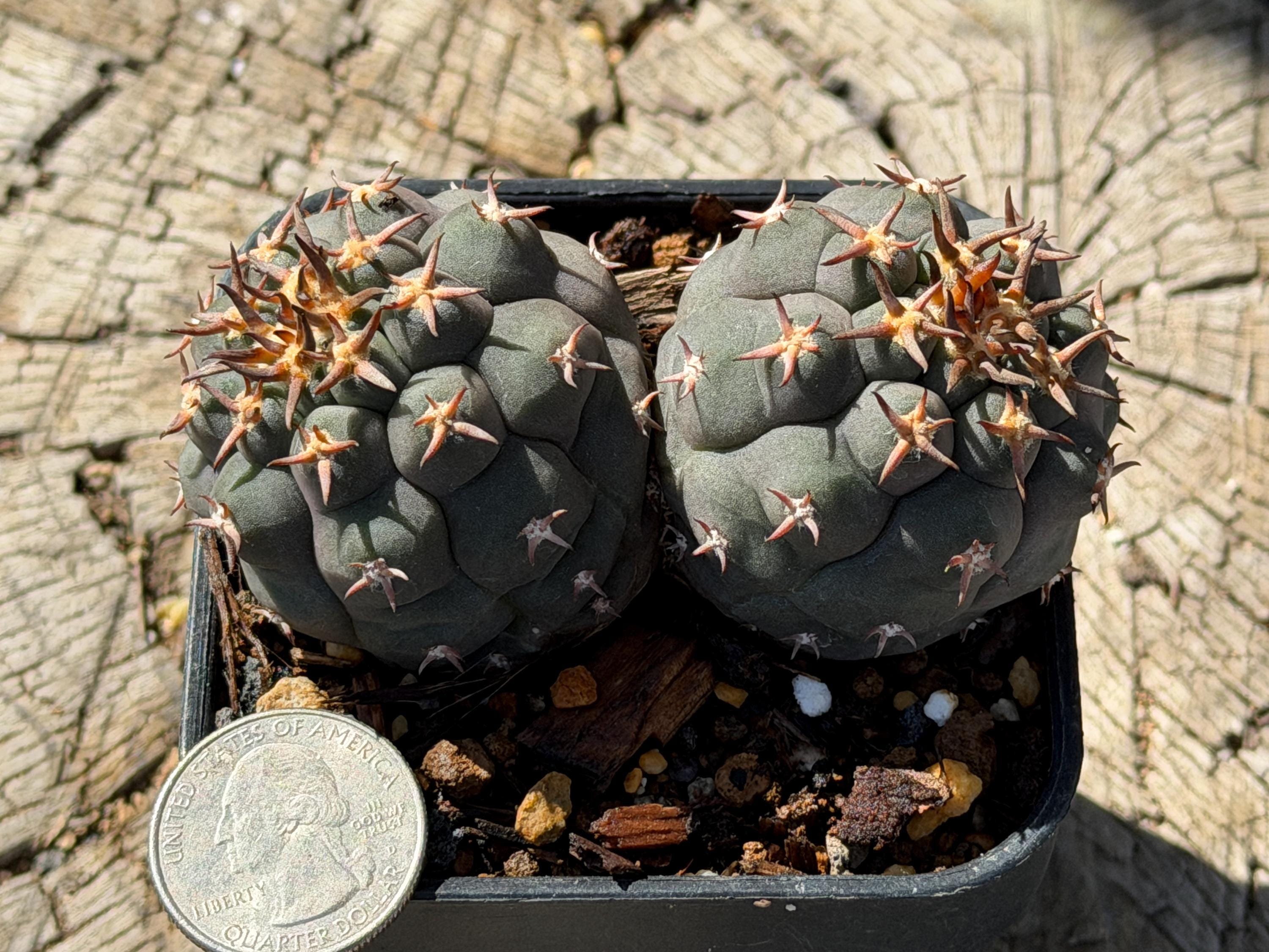 2-heads Gymnocalycium Spegazzinii V. Unguispinum Selected Seed Grown Cactus  Cacti 3.25" - Etsy