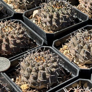 kirschlorbeer hochwachsend Kirschlorbeer 'Genolia' kaufen  kompakte Hecke