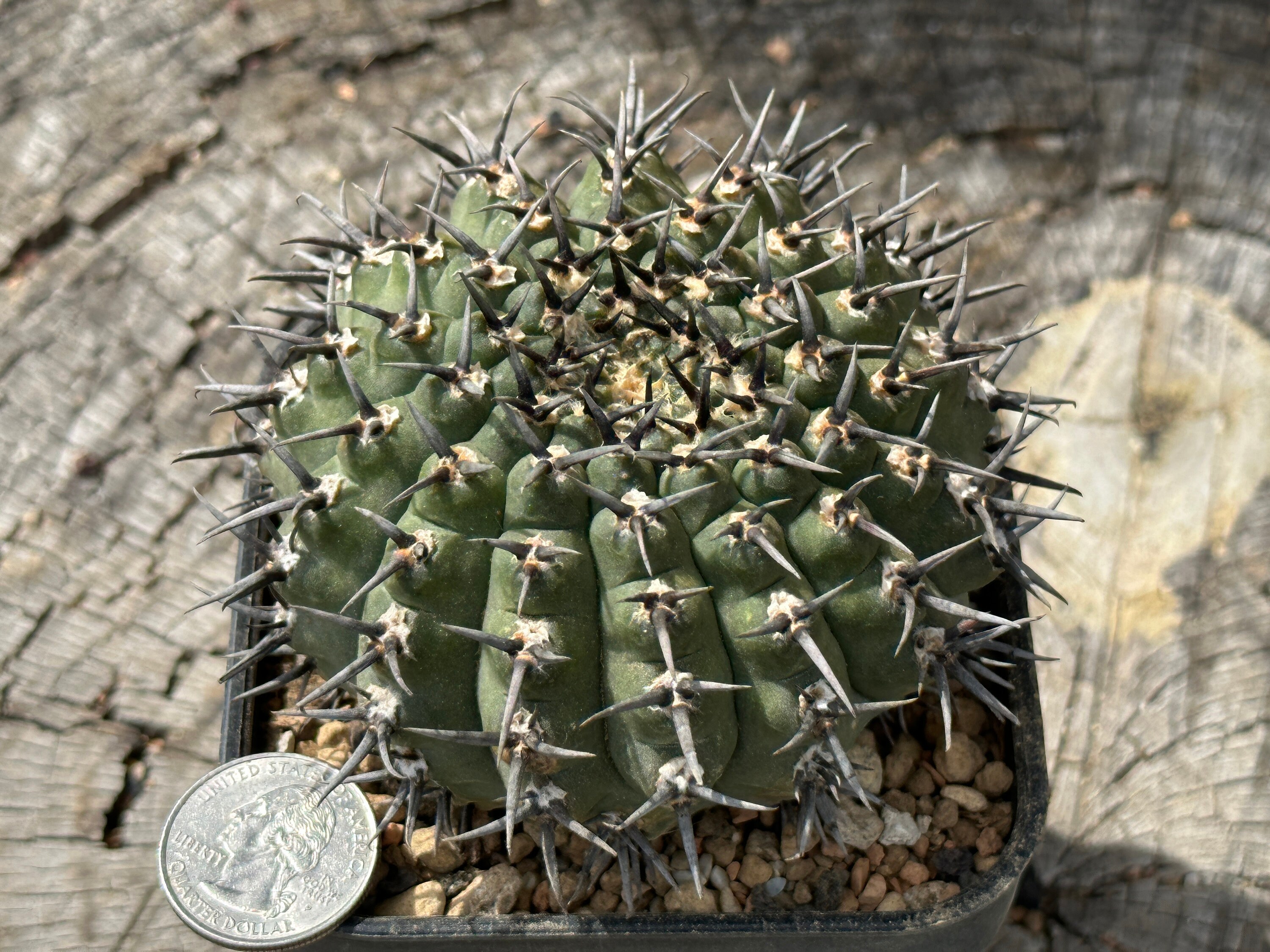 Gymnocalycium Asterium F. Nigrispina OWN ROOT Cactus Cacti 3.30'' - Etsy