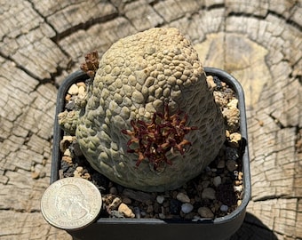Large Pseudolithos Migiurtinus Seed Grown Succulent Cactus Bonsai 3.00"