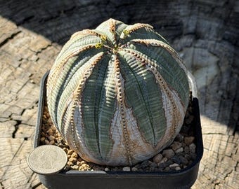 Very Old Euphorbia Obesa Succulent Cactus Bonsai Seed Grown 3.61''
