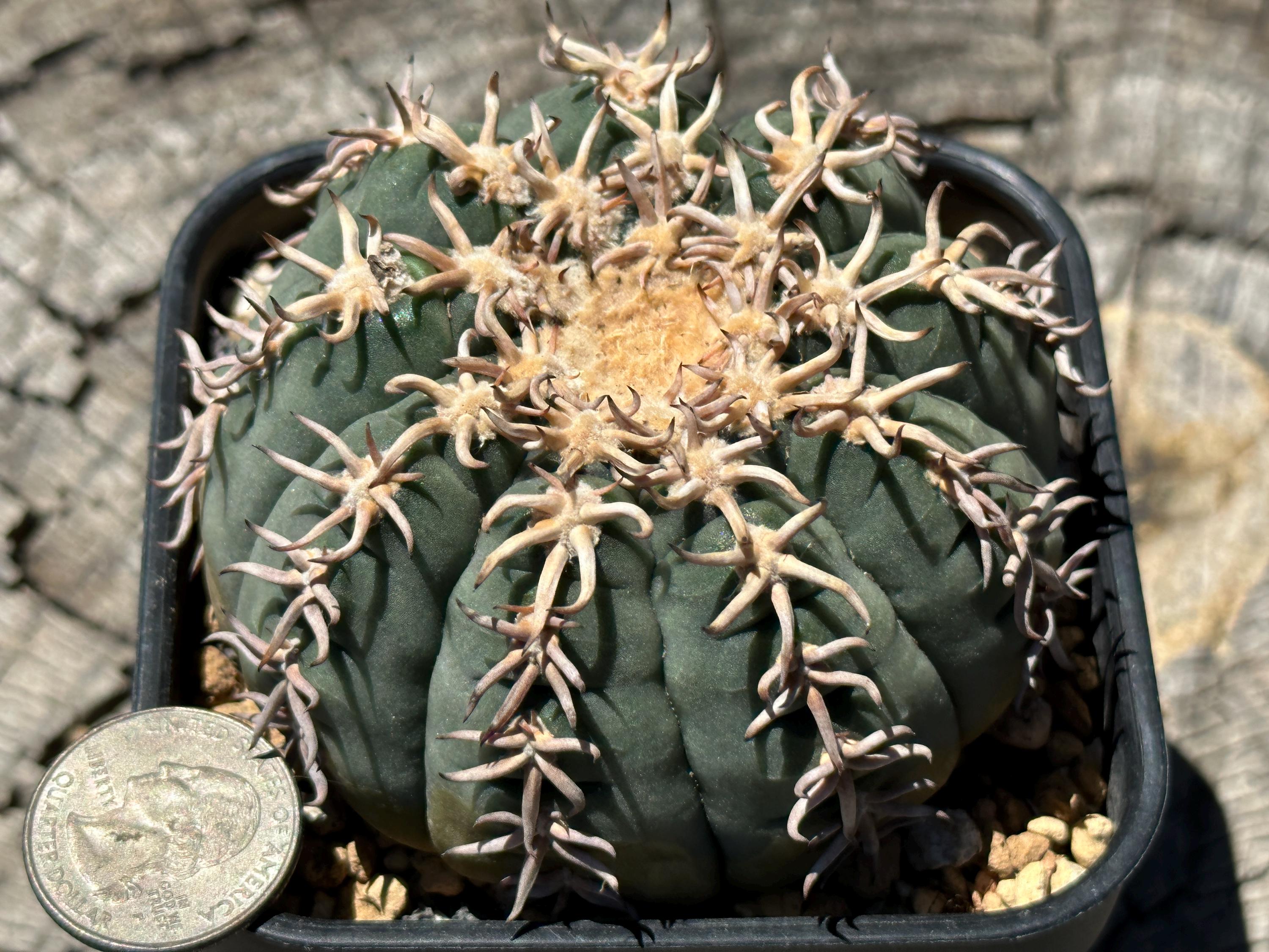 Gymnocalycium Spegazzinii Var. Unguispinum Selected Spines Own Root Cactus  Cacti 3.30'' - Etsy