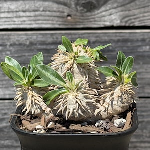 May include: A Pachypodium succulent plant with a thick, light-colored, spiny caudex and clusters of vibrant green, lance-shaped leaves growing from the top. The plant is potted in a black container filled with dark wood chip mulch and small white stones.
