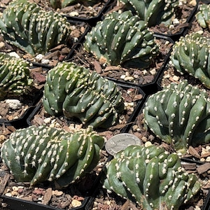 May include: A collection of dark green crested cacti planted in individual black square pots filled with wood chip mulch. Each succulent features a wavy, fan-shaped growth pattern with small white spines along the ridges. A silver US quarter coin is visible in one pot for scale.