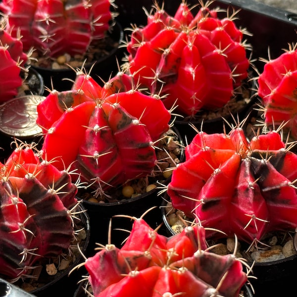 VARIEGATED Gymnocalycium Mihanovichii SEED GROWN Cactus Cacti 2"