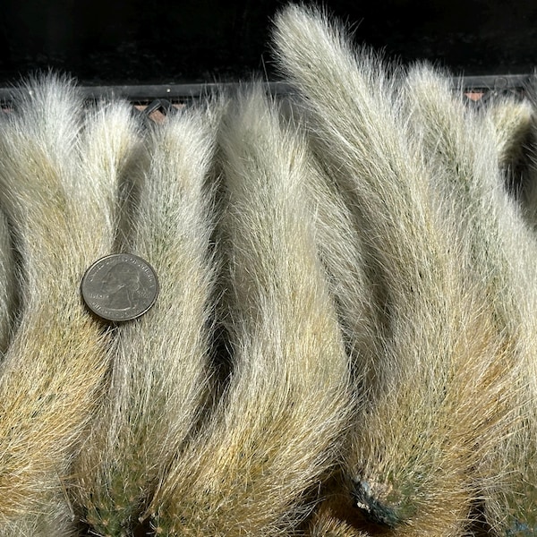 Selected Long Hair Monkey Tail Cactus Cacti Unrooted Cutting 5”+