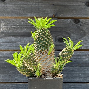 Clustered Euphorbia Bupleurifolia Hybrid Pine Cone Plant Succulent Bonsai Cactus 4.80”