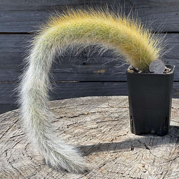 Long Haired Monkey Tail Cactus Cacti OWN ROOTS 14"