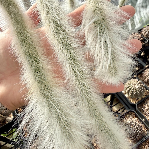 Selected Long Haired Monkey Tail Cactus Cacti Well Rooted 20"