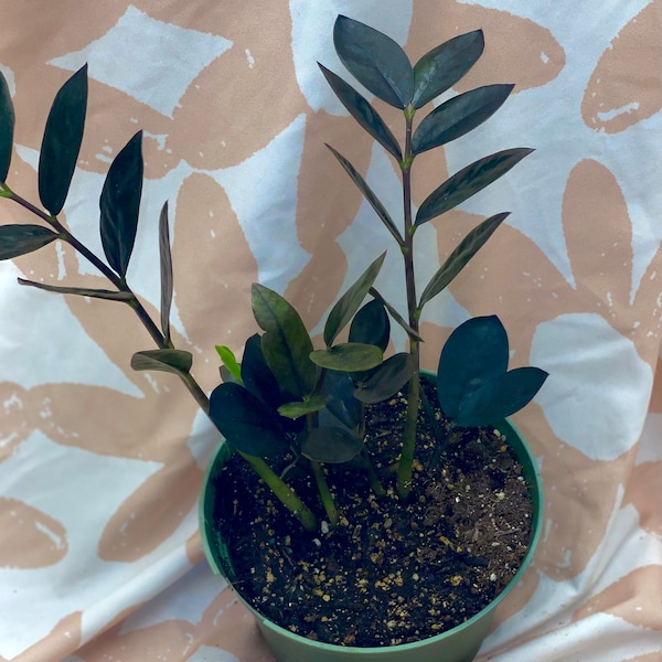 Black Raven Zz Plant - Zamioculcas Zamiifolia Raven - Jet Black Zz Plant