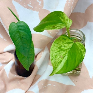 Mystery Pothos Bundle MYSTERY Gift Pothos Cutting Bundle pack of 3 image 5