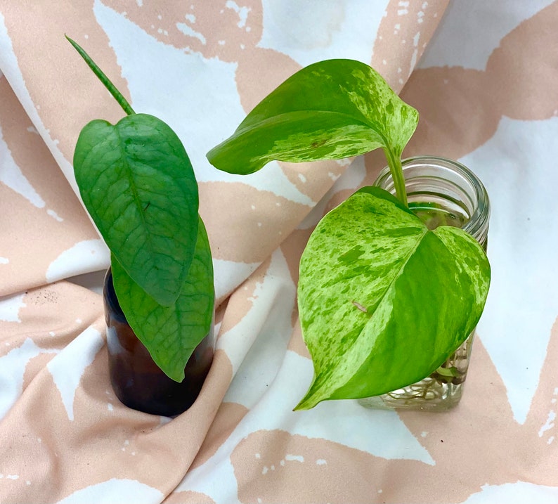 Mystery Pothos Bundle MYSTERY Gift Pothos Cutting Bundle pack of 3 image 5