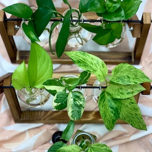 Mystery Pothos Bundle MYSTERY Gift Pothos Cutting Bundle pack of 3 image 1