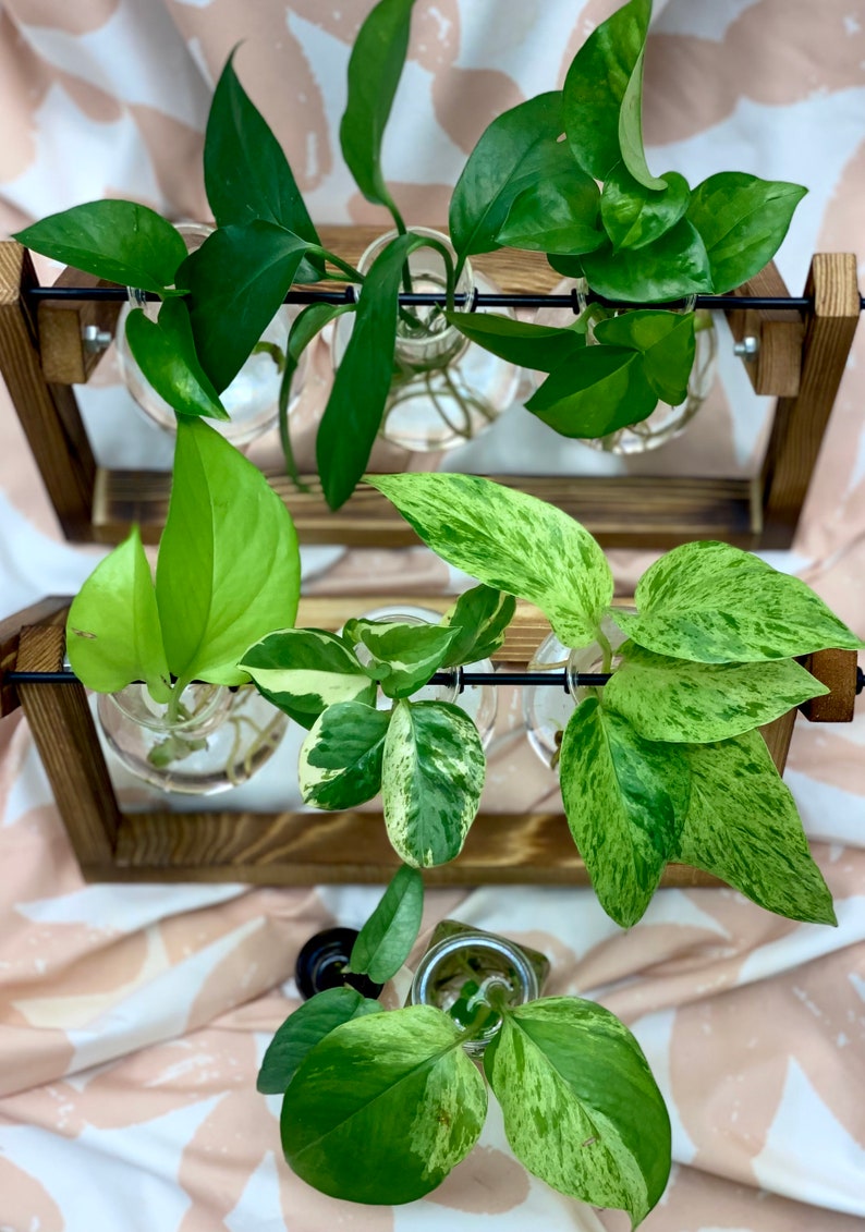 Mystery Pothos Bundle MYSTERY Gift Pothos Cutting Bundle pack of 3 image 1